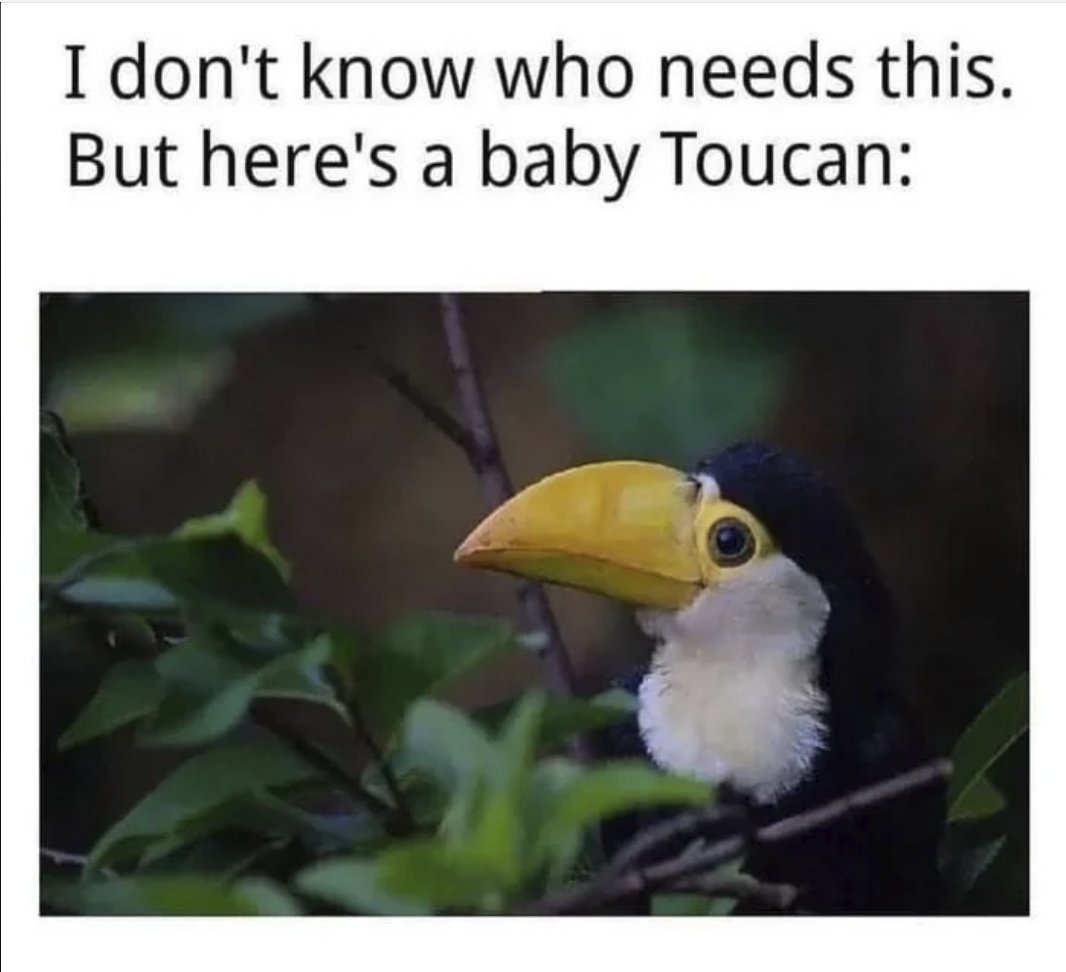 Respectful Memes (@respectfulmemes) on Twitter photo 