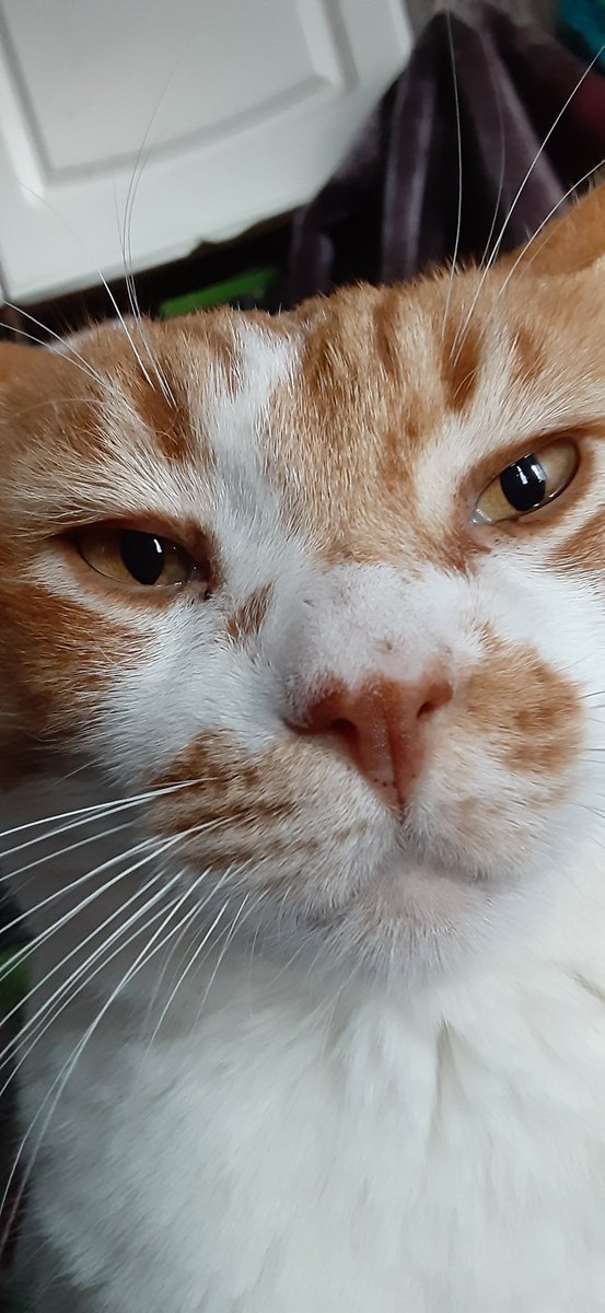 D3lDiz's tweet photo. Our cat Cheetoh Fluff was diagnosed with FIV last year. It was touch-and-go for a while, but we just took him to the vet a couple days ago and he seems to be in remission, happy and healthy. He’s the @MagicJohnson of pussycats. https://t.co/e0Kv3sfKHb