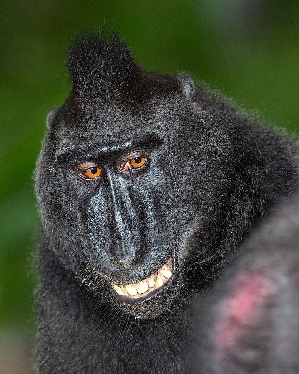 THE CHARMER / A male black crested macaque smiling to a female in response to her backing up to him and presenting him with her colorful behind (the pink splurge of color in the bottom right of the photo). His facial expression reveals that he knows love is in the air. Sulawesi.
