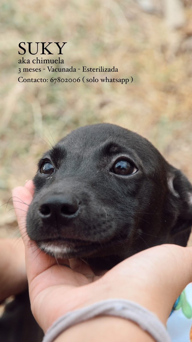 Gente, VAMOS. Si se puede, con su ayuda, SE PUEDE. RT PORFA. Necesitamos familias. 🥺