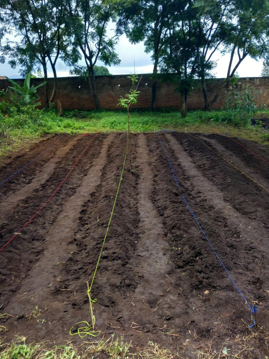 Conor Lees tweet media