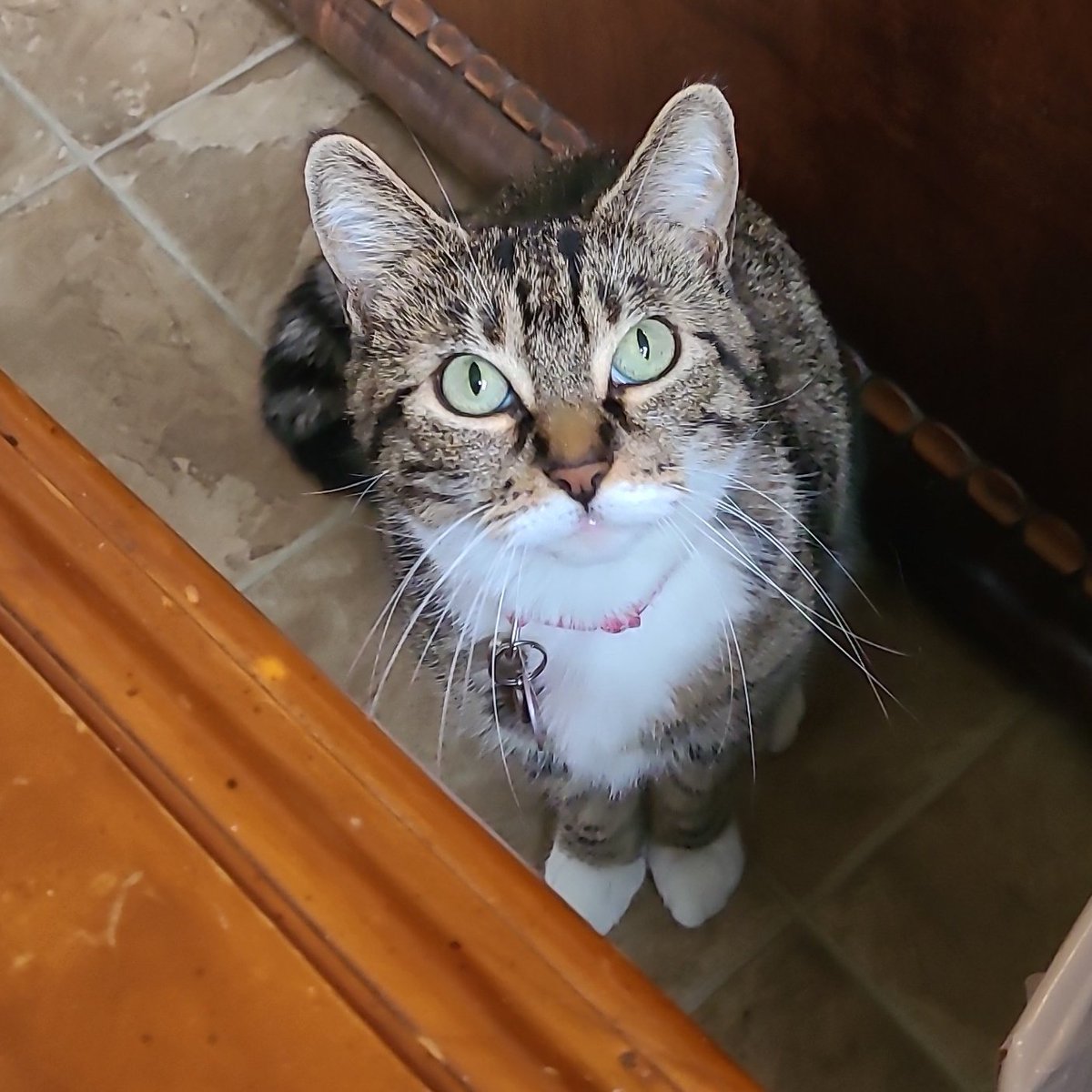 thelightsofhome's tweet photo. I don't even know how much of #thebloggesstribe is still here, but I'm here, asking for help again. I really need a bag of cat food for Diana, can anyone help? #diana #CatsOfTwitter https://t.co/51HEFTDHF5