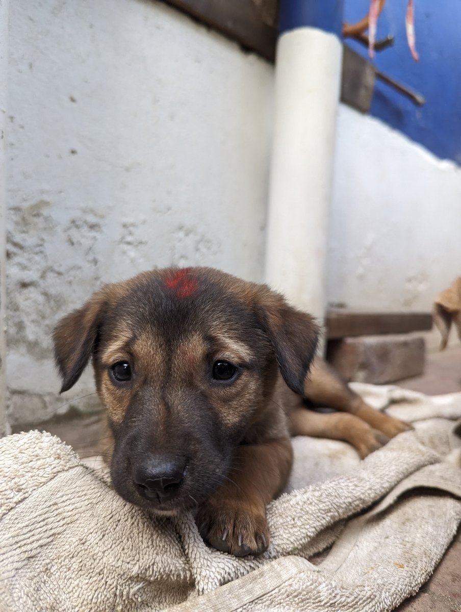 Mission Rabies tweet media