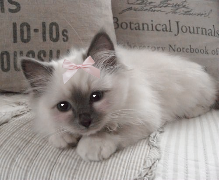 sav ♡ (@pastelzia) on Twitter photo 