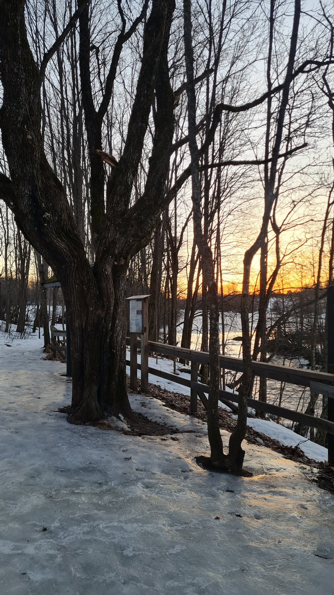 Tänään haisi metsälenkillä pitkään oksennukselle. Epäilin jo, että juoksukaverini (🐕) on pyörinyt huomaamattani sellaisessa. Sitten oivalsin, että sehän on hitsivie #kevät 🥰 Lämpimästi tervetuloa haisevana tai ilman!