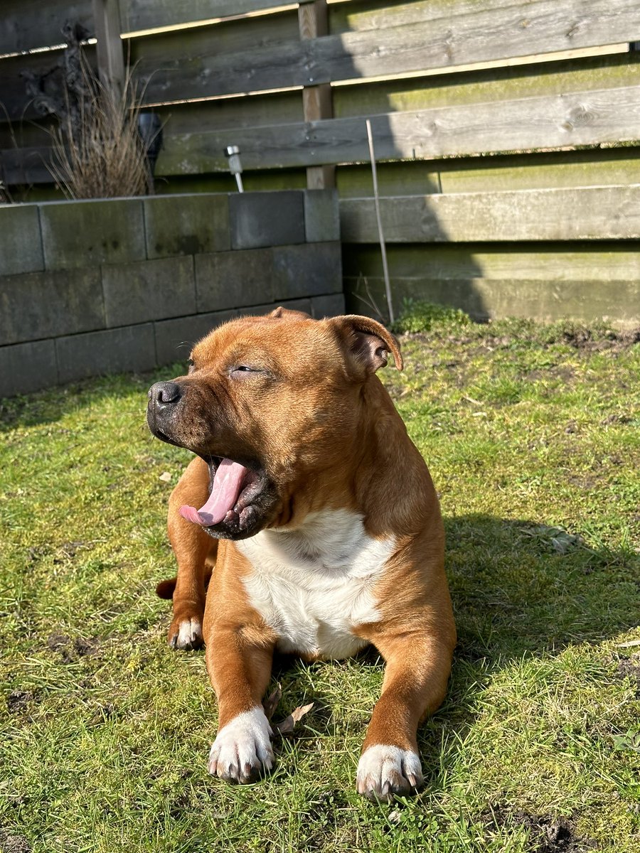 Relaxing in the sun. Spring is coming #staffy #staffordshirebullterrier #bullterrier #amstaff #jutter #dogphoto #spring #pitbull
