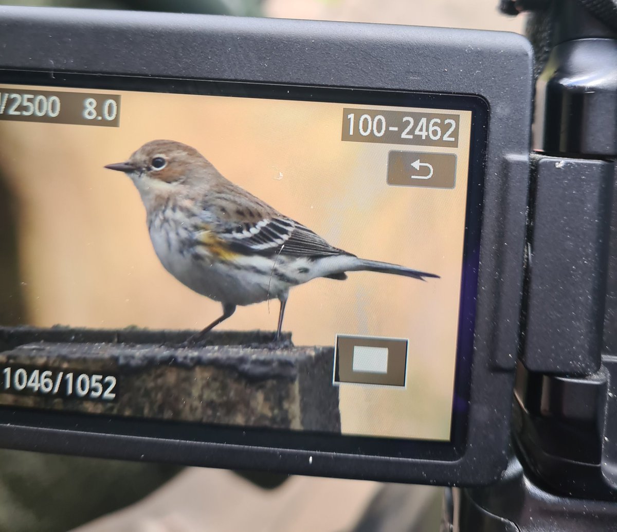 The tartan Rd to Kilwinning was paved with gold by a grappling view of the infamous Myrtle Warbler. With @rickyflesher and a certain Watford fan who shouldn't have been here (shush no names)