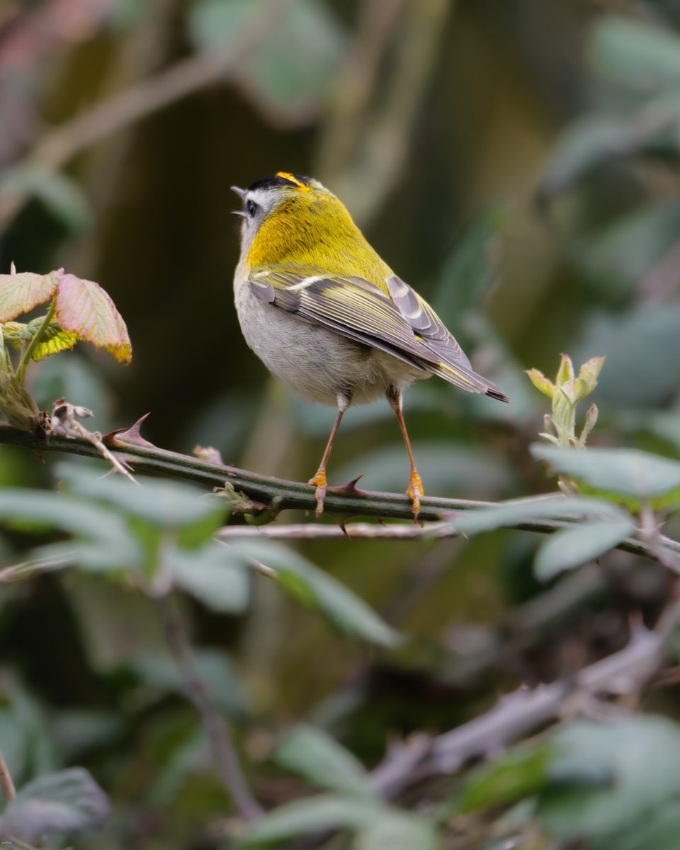 Finally caught up with the Firecrest at Chew Valley Lake on Monday this week. I wish I could say 3rd time lucky but it took more visits than that!