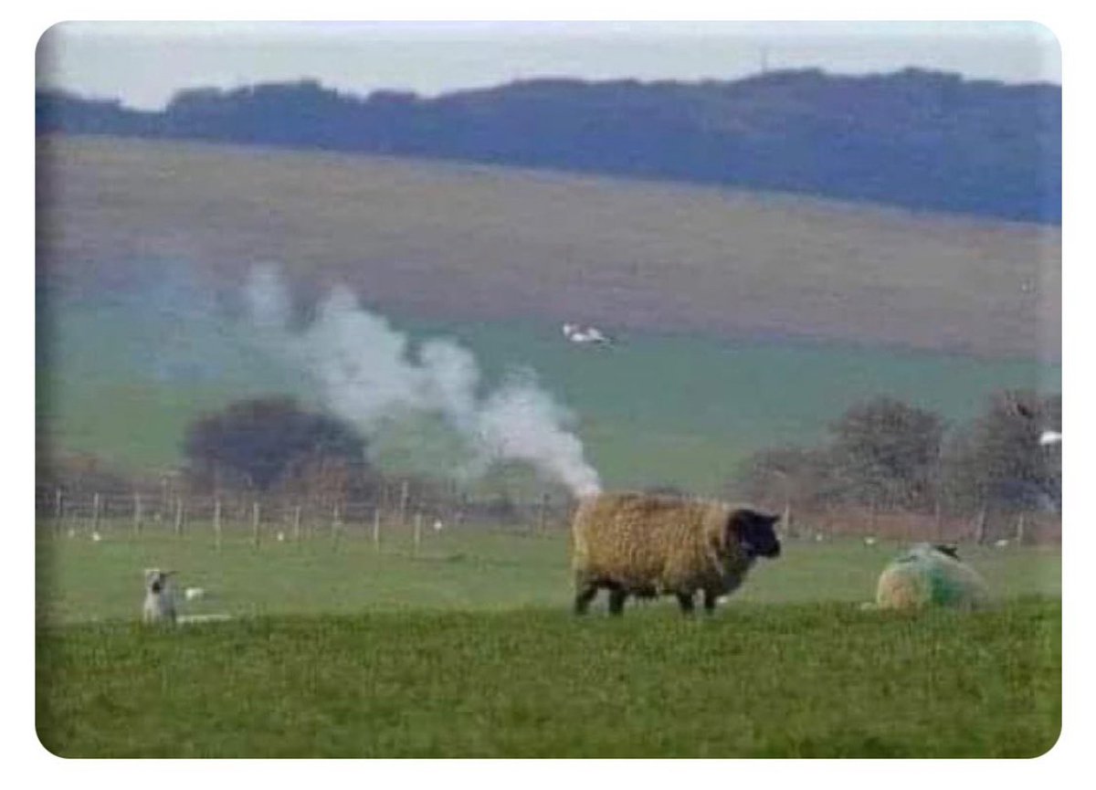 One of the last coal-powered sheep. Most sheep are all electric now.