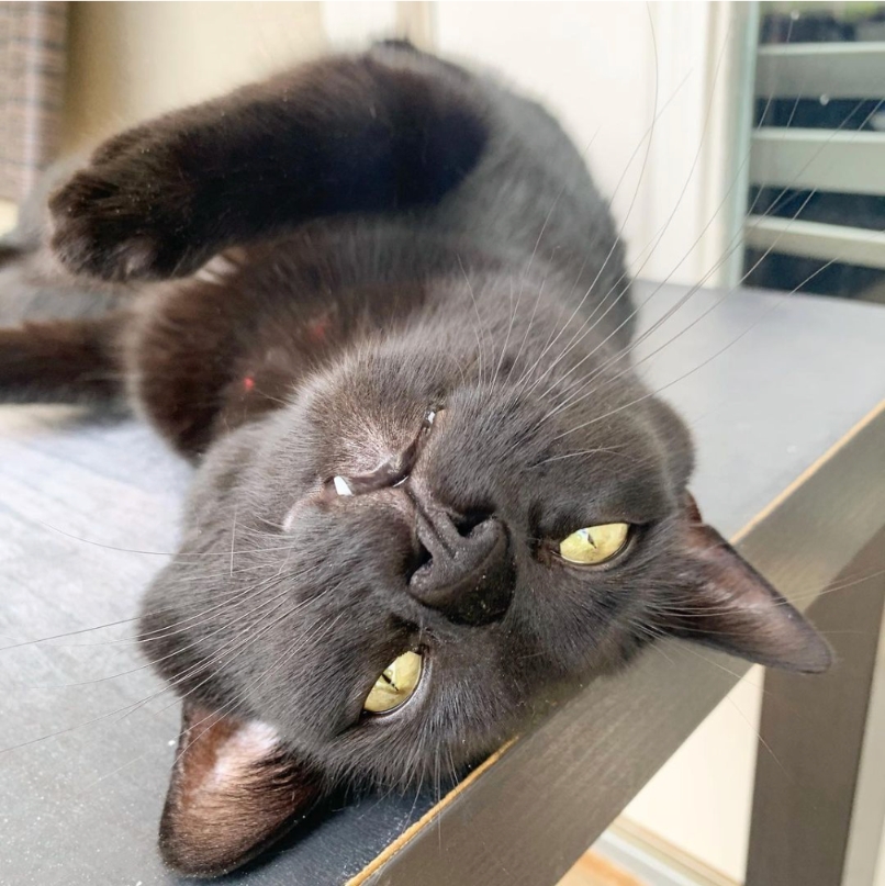 atlantapetlife's tweet photo. Whisker Wednesday, where even the cat's got its game face on! 😼 Who needs luck when you've got whiskers like these? Wishing you all a fabulously whisker-tastic day! 
🐾Leo

#WhiskerWednesday #AtlantaCats #CatsofATL #MeowgicalWhiskers #AtlantaPetLife #PawsAndWhiskers https://t.co/LRwgOvxphx