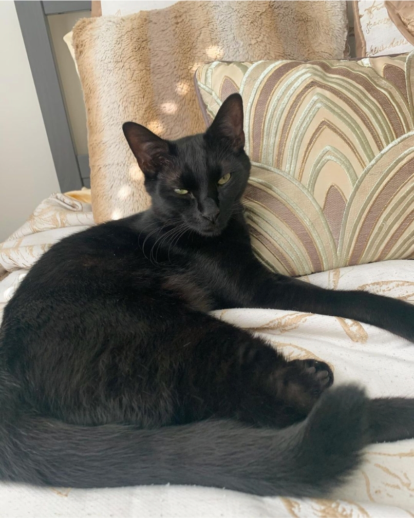 atlantapetlife's tweet photo. Whisker Wednesday, where even the cat's got its game face on! 😼 Who needs luck when you've got whiskers like these? Wishing you all a fabulously whisker-tastic day! 
🐾Leo

#WhiskerWednesday #AtlantaCats #CatsofATL #MeowgicalWhiskers #AtlantaPetLife #PawsAndWhiskers https://t.co/LRwgOvxphx
