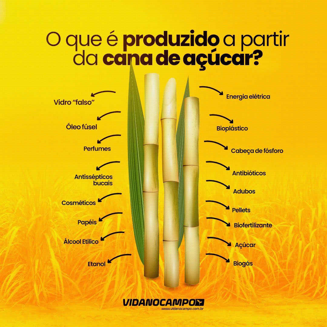 Vida no Campo tweet media