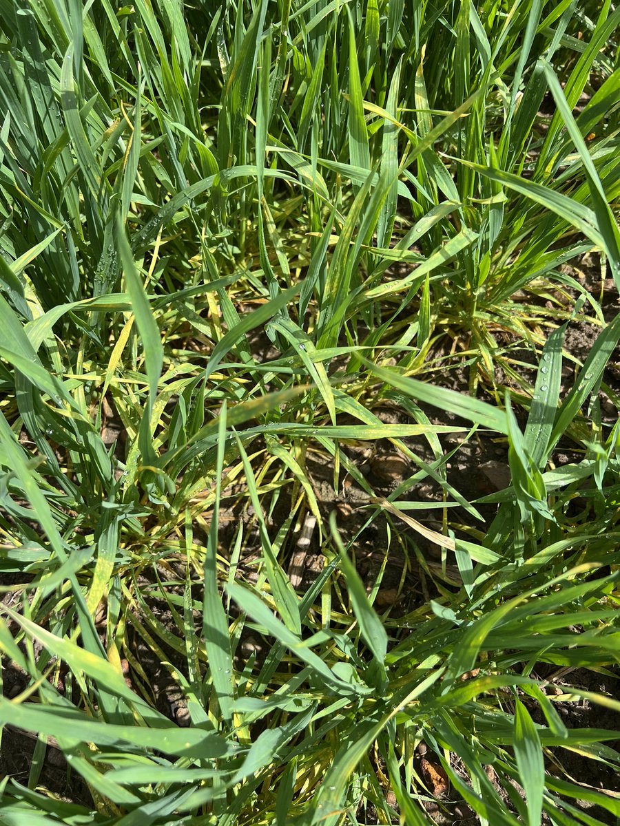 Stripe rust and aphids picking up in wheat fields.