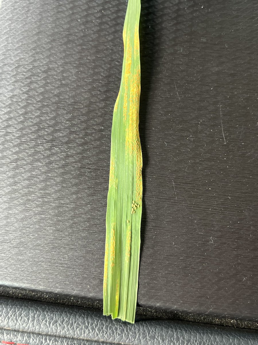 JohnDBeasley1's tweet photo. Stripe rust and aphids picking up in wheat fields. https://t.co/QCVPyzFAEr