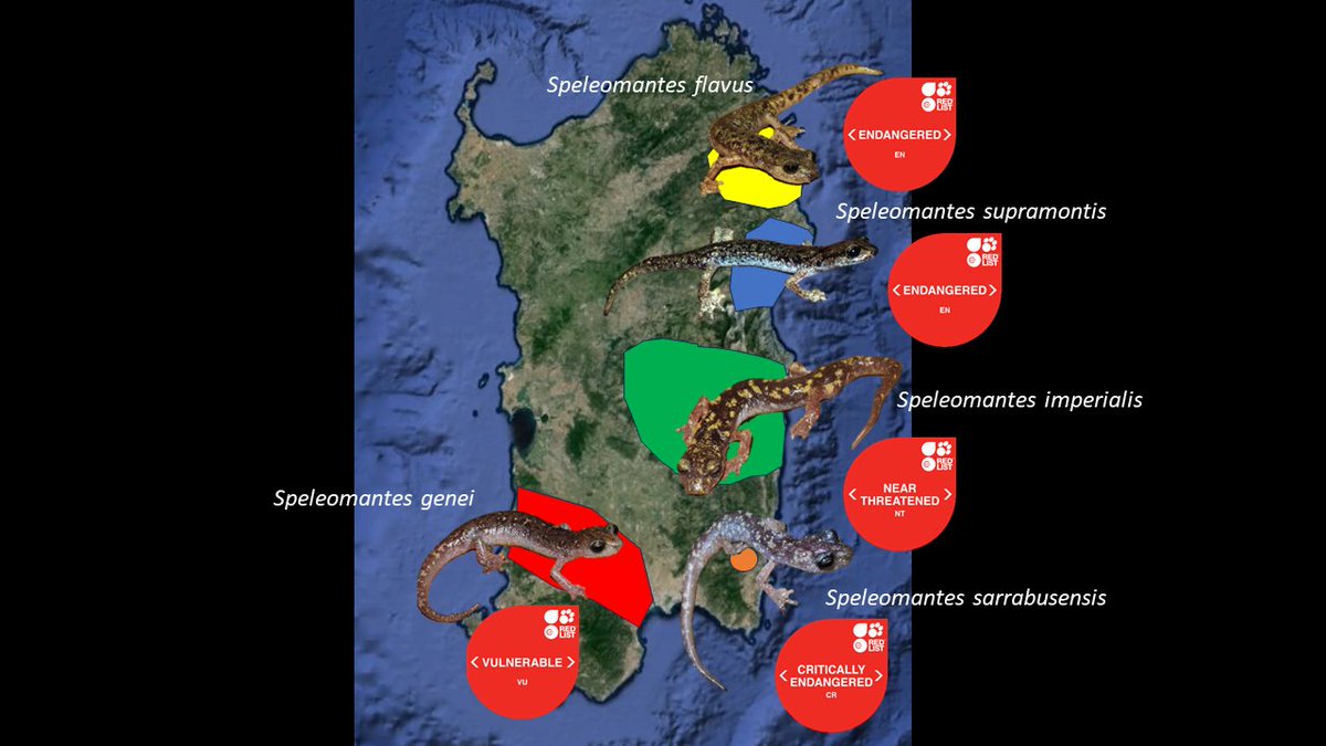 Leo_Vignoli_'s tweet photo. Are Cave Salamanders arboreal?
Yes, in Sardinia they really enjoy climbing trunks and brushes of Mediterranean maquis trees. They are also on the verge of extinction and we are working with @SpeciesFund for their conservation https://t.co/33IQ6bZH2x