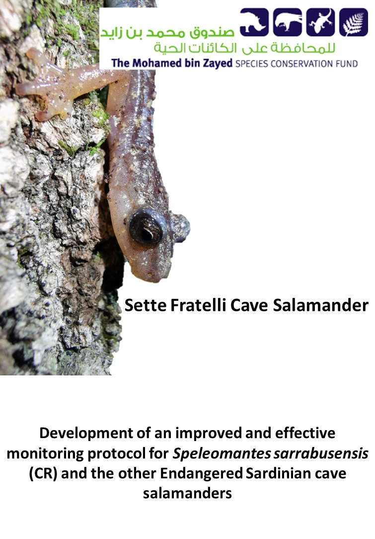 Leo_Vignoli_'s tweet photo. Are Cave Salamanders arboreal?
Yes, in Sardinia they really enjoy climbing trunks and brushes of Mediterranean maquis trees. They are also on the verge of extinction and we are working with @SpeciesFund for their conservation https://t.co/33IQ6bZH2x