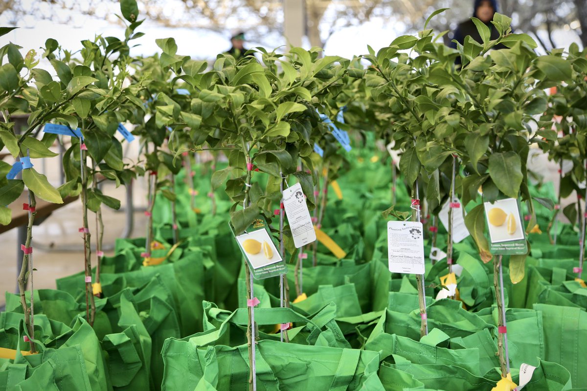 SAParksandRec's tweet photo. San Antonio, it’s that time of the year! 🤗🪴 Mark your calendars for our Annual Fruit Tree Giveaway, #SweetNGreen!🍑🍋🍊

🗓️ Sat, March 23
📍 Monterrey Park
🚶‍♂️ Walk Up Event | 🎟️ FREE
⏰ Distribution at 8A
🌳 1 Tree per household *Must be present

Tag a friend, plant some roots. https://t.co/pl6mo0SBqg