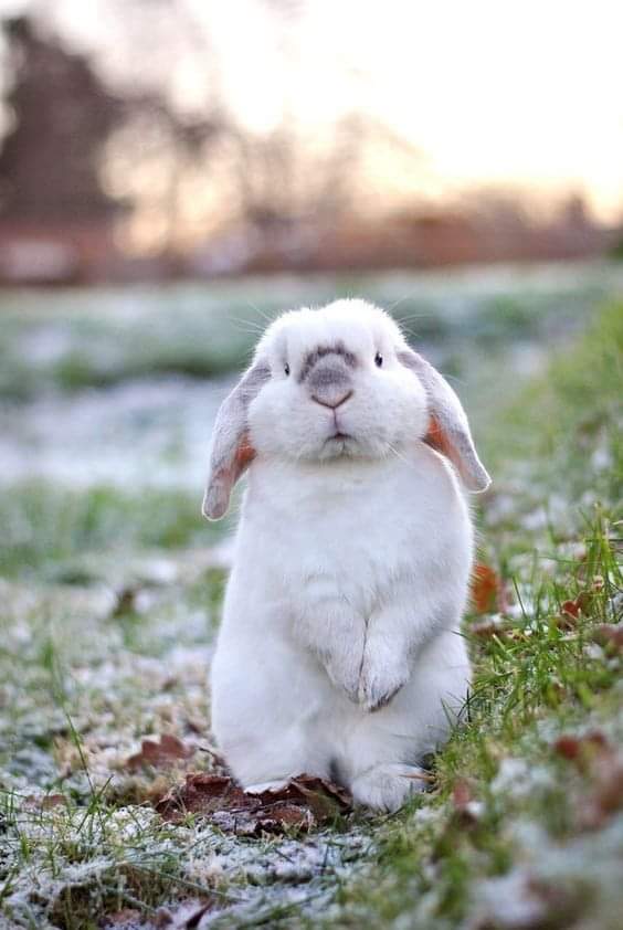 Very cute!
.
#rabbit #rabbitlife #rabbitrabbit #cute #animals #bunny