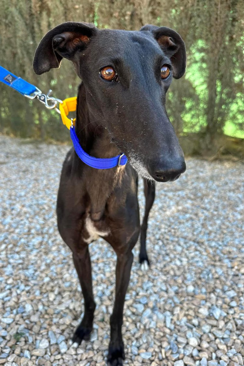 Mila 😍 another new arrival to GDS. We were asked to help her by another charity as they struggle to find homes for galgos. 
It would be a shame for her to sit in kennels (as with any dog) as she’s wonderful, happy, sociable &amp; fabulous on a lead and with other dogs. 
Just a few