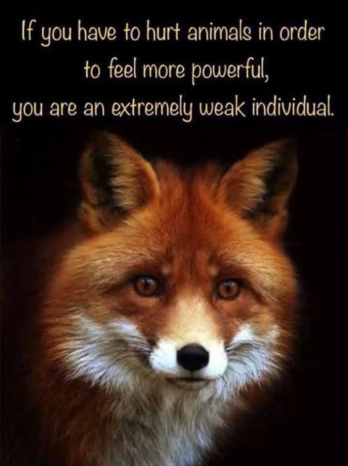 la_thatcher's tweet photo. @ProtectTheWild_ https://t.co/owI56lAq3M