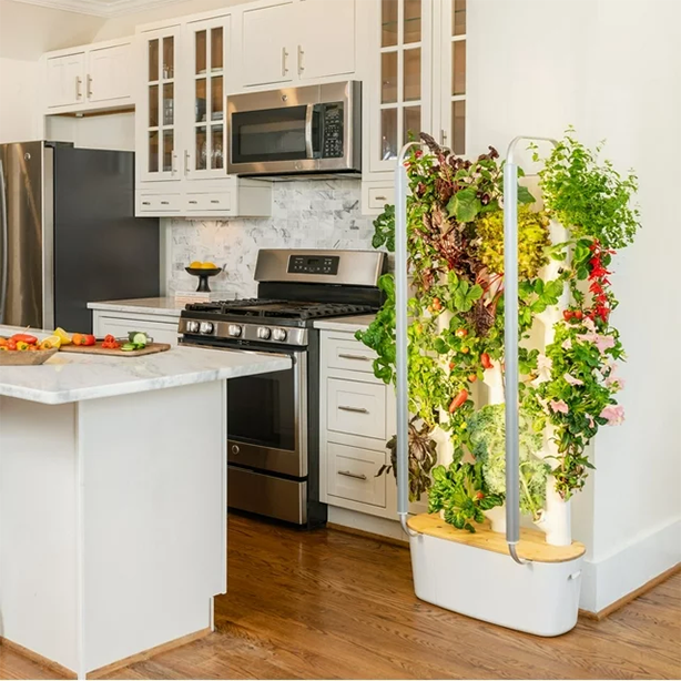 🍅 Have limited space but would like to grow a flourishing indoor food garden that produces bountiful harvests on demand? 🥬
🍓 You can do this with the Gardyn 3.0 hydroponic indoor garden:
bit.ly/3P5yLne
#sponsored #indoorgarden