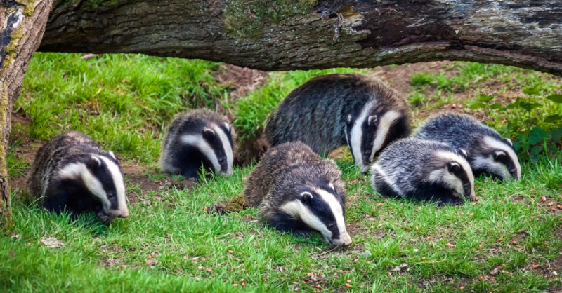 The badger cull has taken the lives of over 220,000 of these iconic British mammals. The cull is a sham. Cattle-to-cattle transmission remains the primary cause of outbreaks of bTB in cattle.