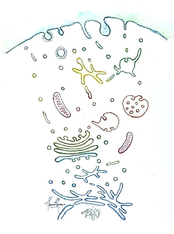 I'll call this one:
'The shapes and shades of membrane traffic'

#vesicles #tubules #organelles #membranetraffic #Science #art #SciComm #Sciart #painting  #watercolorpainting