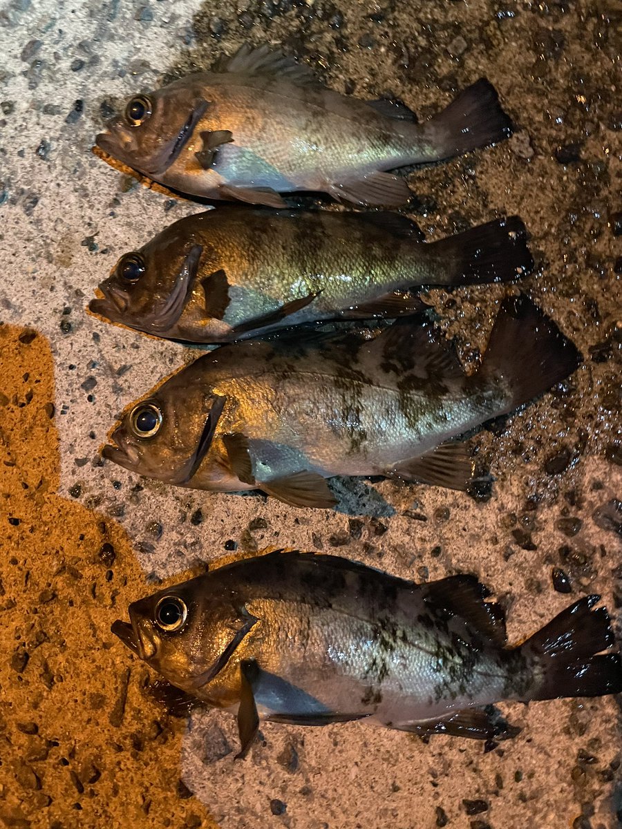 same0928's tweet image. 久々の投稿
下津井にて…
春ですね☘️
煮付けですねー😋