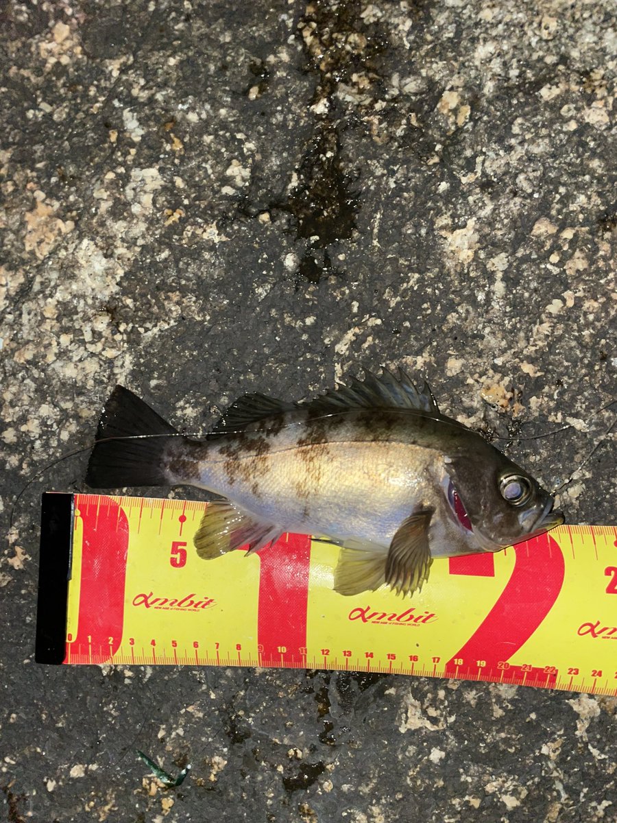 same0928's tweet image. 久々の投稿
下津井にて…
春ですね☘️
煮付けですねー😋