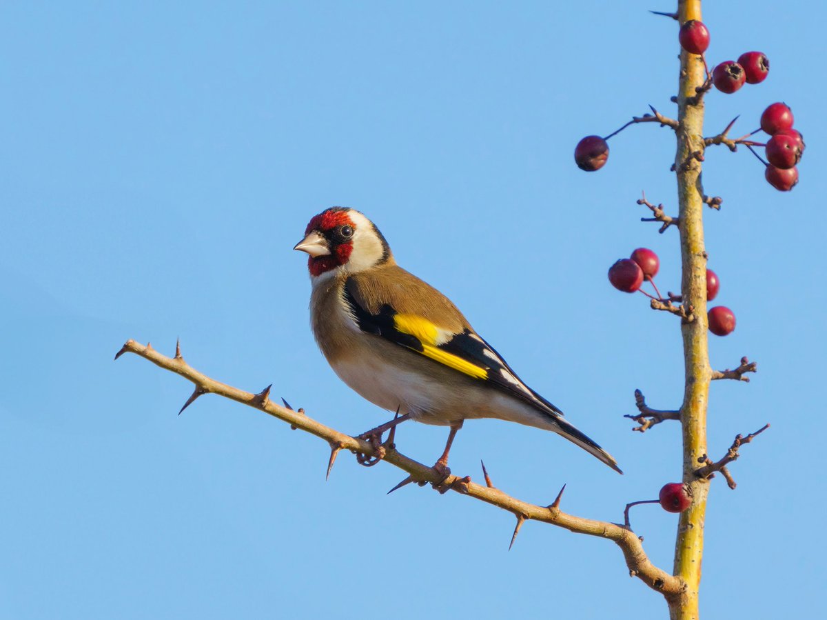 SAKA
European Goldfinch
Carduelis Carduelis

#trakus #birding_photography #birdingantalya #birdsofinstagram #nut_about_birds #kuş #bird #birdsonearth #1x  #cardueliscarduelis 
#carduelis