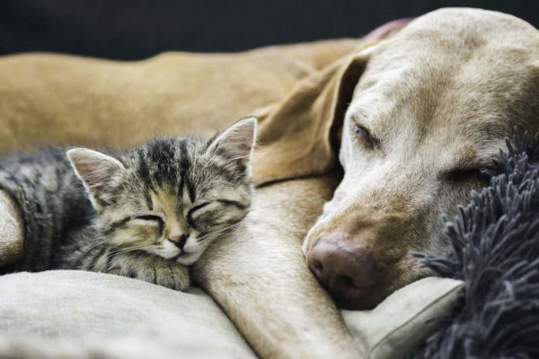 I figli... so' pezzi 'e core recita un famoso detto napoletano, un detto che oggi andrebbe aggiornato: #cani e #gatti sono pezzi del nostro cuore. Intendiamoci: non c’è nulla di male nel voler bene a un animale domestico. Chiunque ne abbia avuto uno sa quale affetto si provi. Il