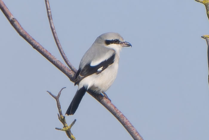 Nice to watch the Weeting Great Grey Shrike for a prolonged period today, albeit at some distance.