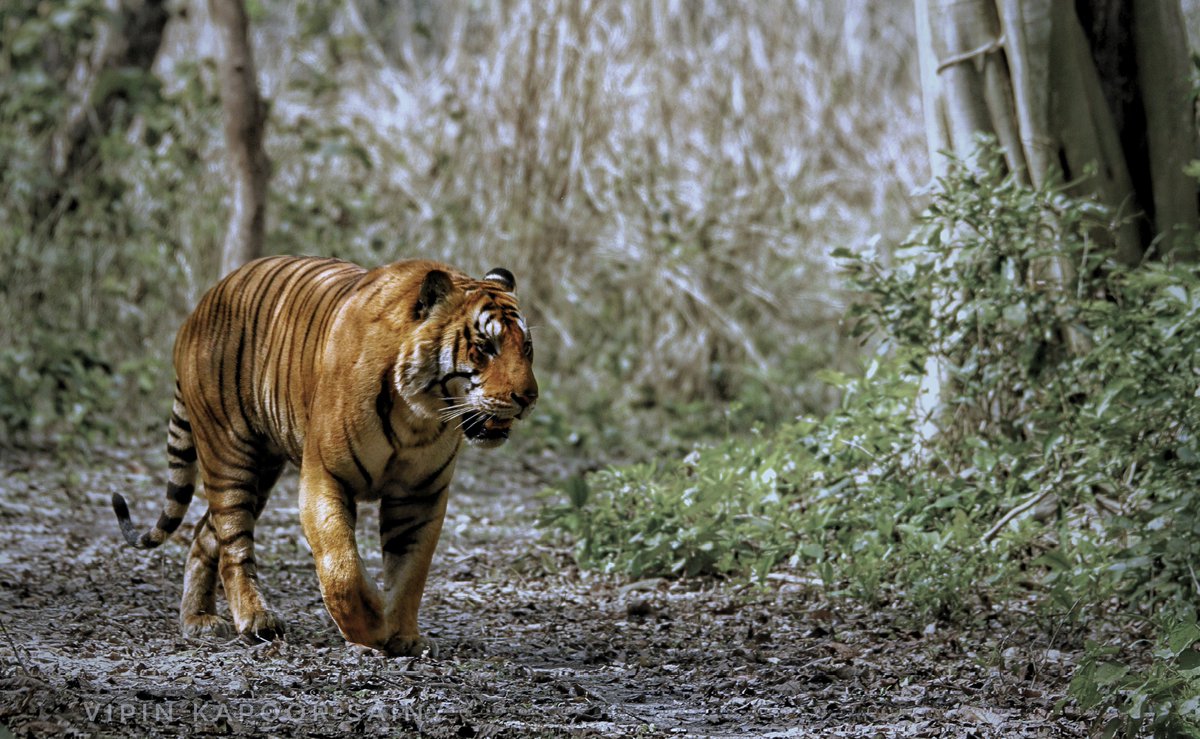 Majestic of Dudhwa...

#wildlifephotography #netgeo #kishanpurwildlifesanctuary #Wilders #wild #Dudhwatiger 

@moefcc @ntca_india @byadavbjp @Ncscm_Moefcc @NetGeoWild1 @UpforestUp @ifs_lalit @raju2179