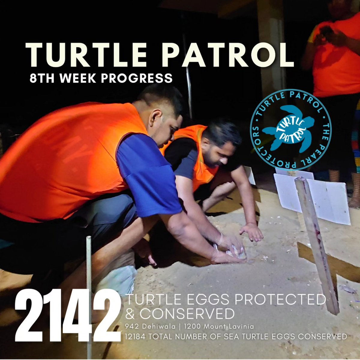 We have completed 2 months of Turtle Patrolling During 8th week, 2142 eggs were ex-situ conserved in Mt Lavinia & Dehiwala. This is the most number of turtle eggs conserved during a week. 12184 eggs have been conserved during the total duration of Patrolling #turtlepatrol