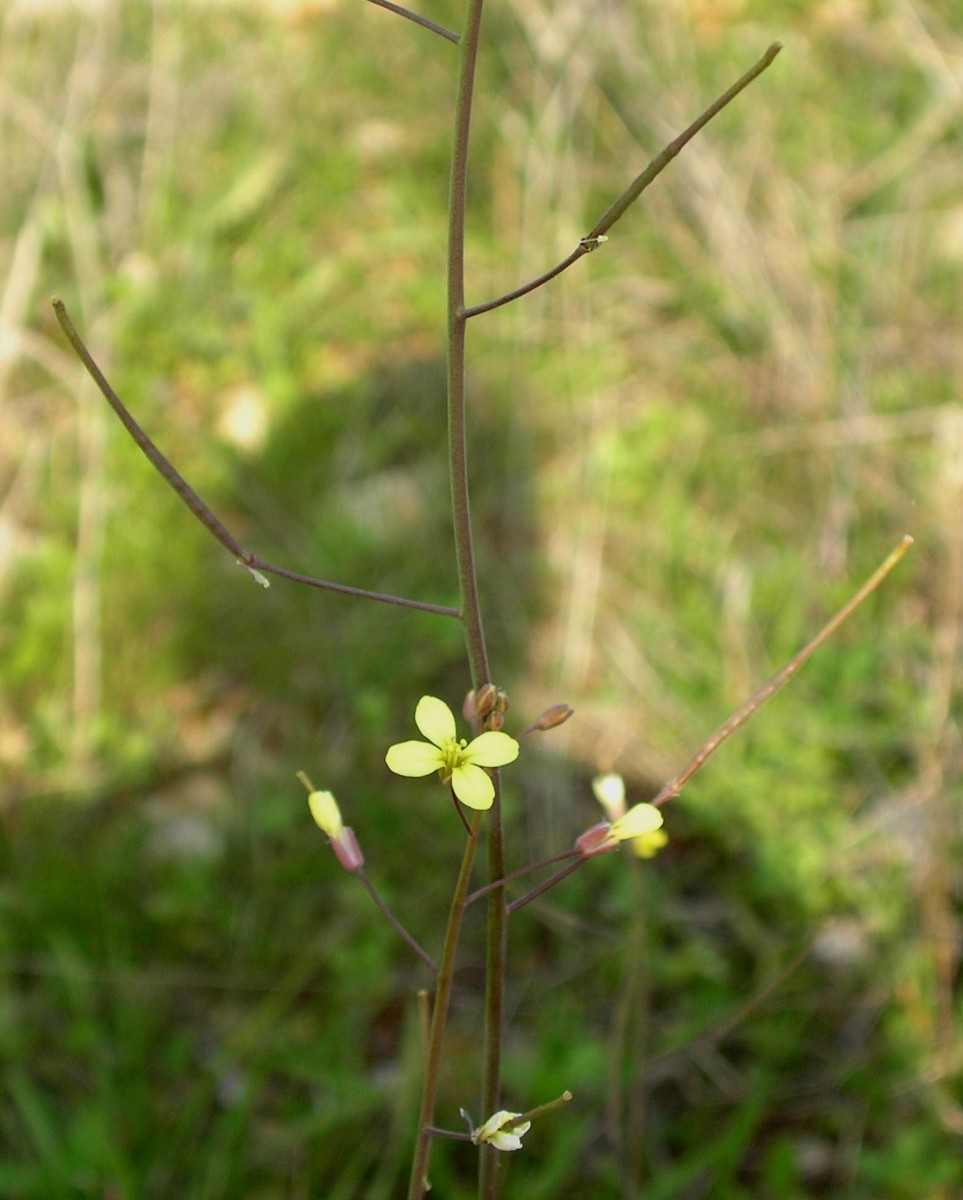 Sahara Mustard (Brassica tournefortii) stealthily invades our natural sanctuaries. 🚫🌾 Despite its innocent yellow blooms, this weed spreads rapidly across Southern California. To learn more about our ongoing battle against invasive species, visit bit.ly/3P4Wsf5.