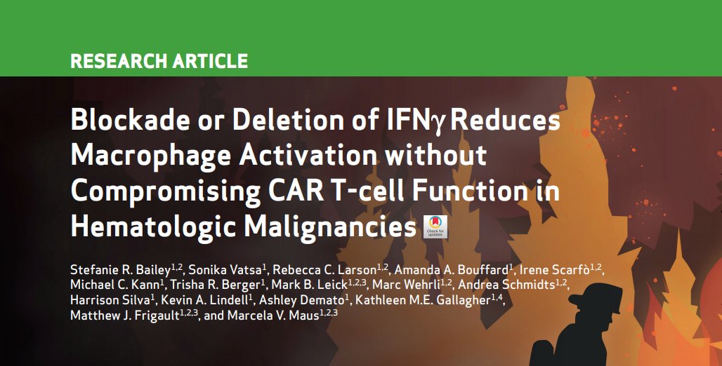 Dr. Maus showcased her stellar work with @StefanieBailey_ in @BCD_AACR finding dispensability of IFNg in #CARTcell response > now being taken to trials: aacrjournals.org/bloodcancerdis… 2/2 #AACRbcd24 #immunotherapy