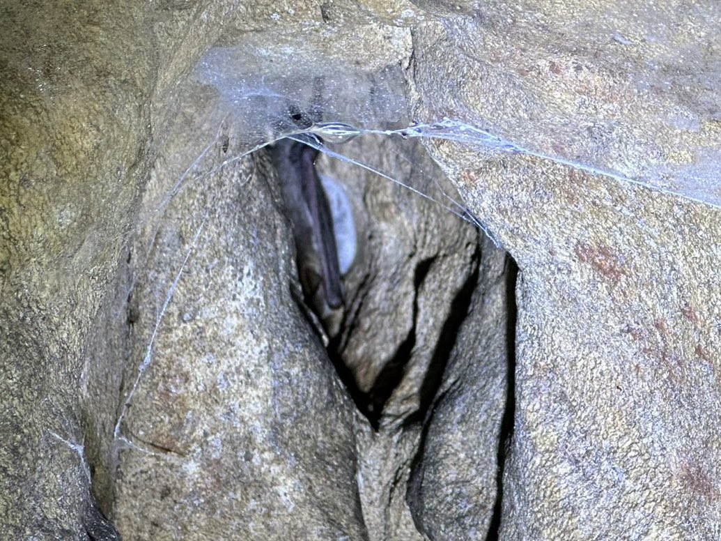 Notts Bat Group tweet media