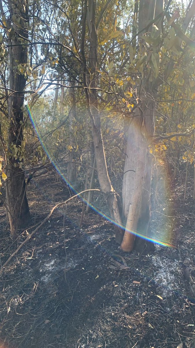 Atención: Bomberos están respondiendo a un incendio forestal dentro del Parque Nacional de Los Remedios, Av. San Juan Totoltepec, Col. San Juan Totoltepec. Se ruega extremar precauciones en la zona. La seguridad es primordial. #IncendioForestal #LosRemedios #Precaución