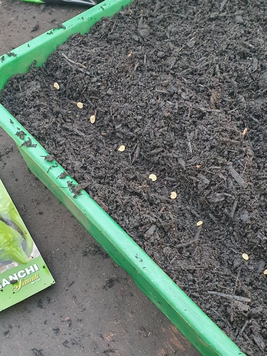 DalefootCompost's tweet image. Since March is very much seeding sowing time, we have asked one of our lovely gardeners Tom to give us some of his top tips on success with seeds. 

Head to our blog to see Tom’s Top Tips!

👉 dalefootcomposts.co.uk/latest-news.as…

#seedsowing #sowingseeds #GrowingFood #gardening #seedcompost