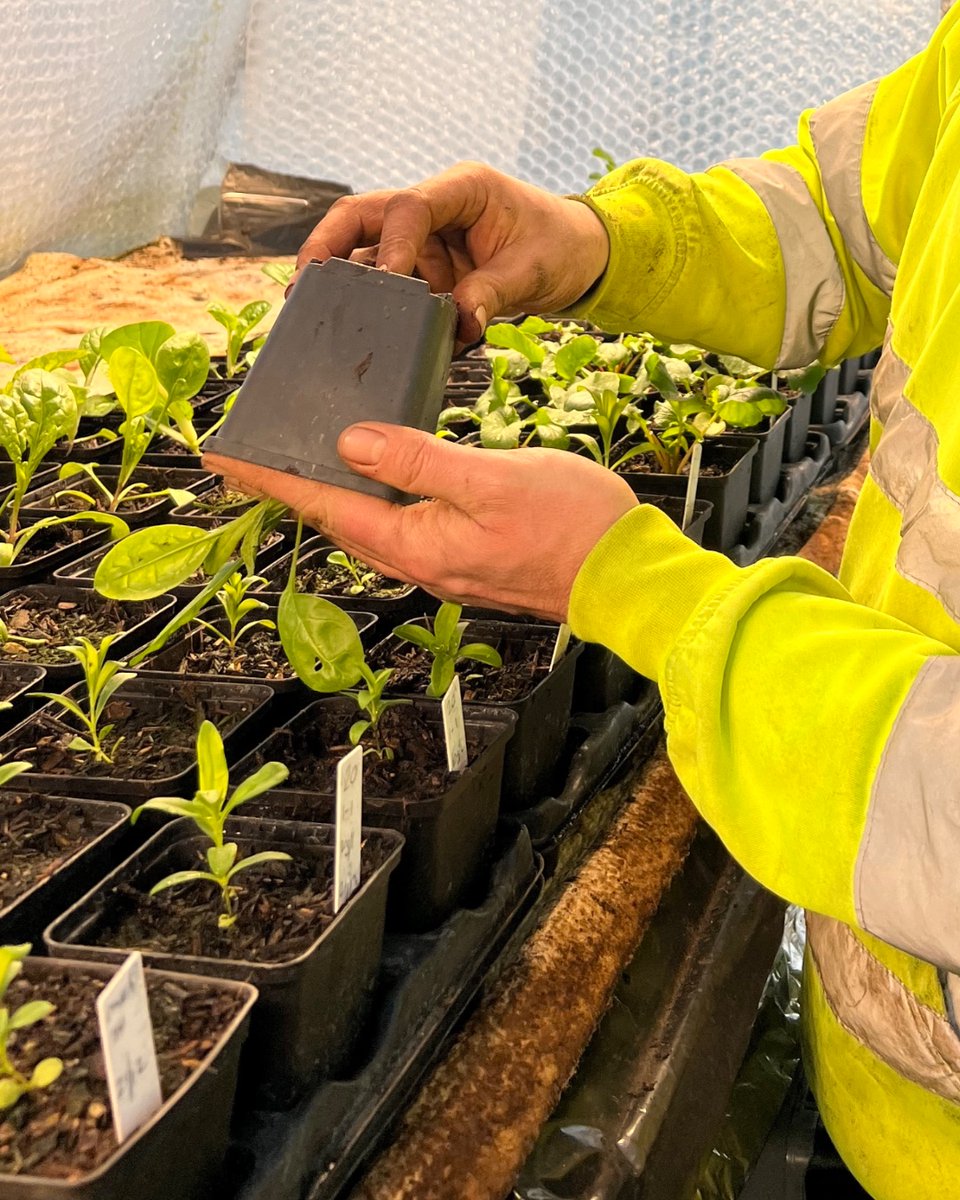 DalefootCompost's tweet image. Since March is very much seeding sowing time, we have asked one of our lovely gardeners Tom to give us some of his top tips on success with seeds. 

Head to our blog to see Tom’s Top Tips!

👉 dalefootcomposts.co.uk/latest-news.as…

#seedsowing #sowingseeds #GrowingFood #gardening #seedcompost