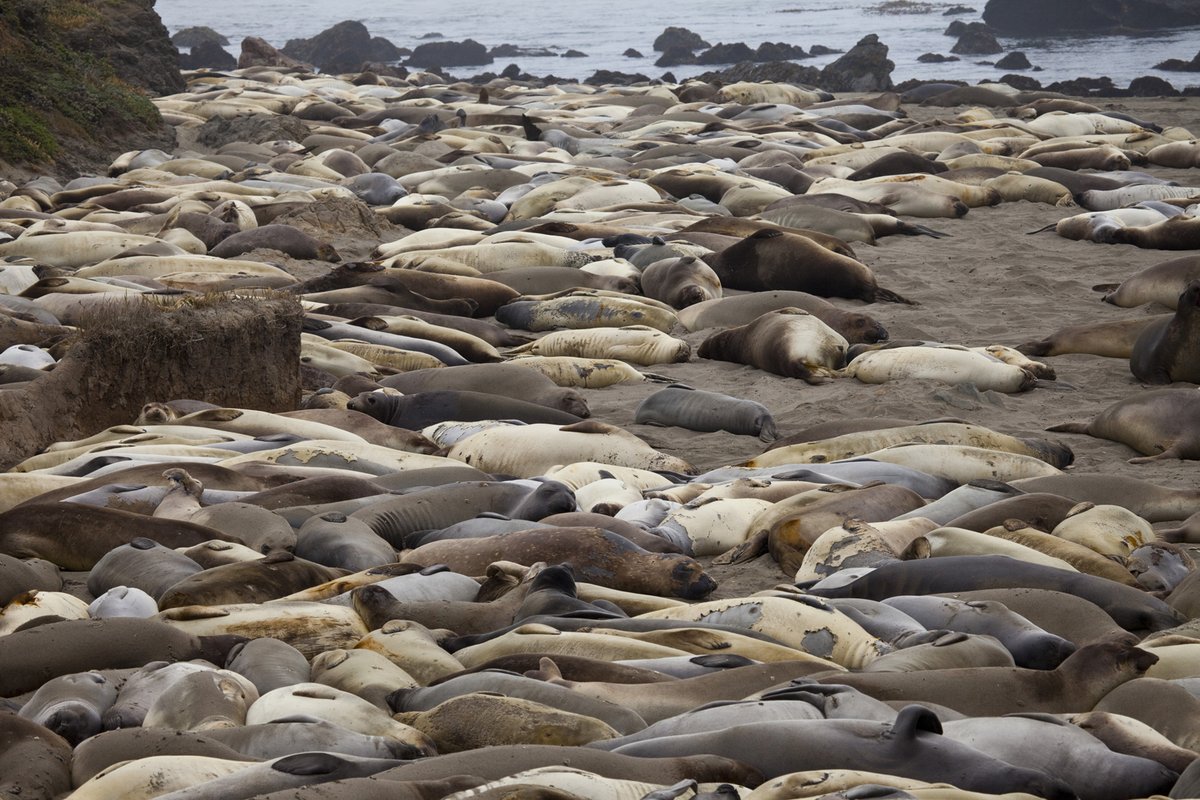 "I am honored to share Mission Blue's newest Hope Spot - the Chumash Heritage National Marine Sanctuary. The cultural significance of Chumash heritage makes this National Marine Sanctuary the only one of its kind." <a href="/SylviaEarle/">Sylvia A. Earle</a> 

📸Robert Schwemmer