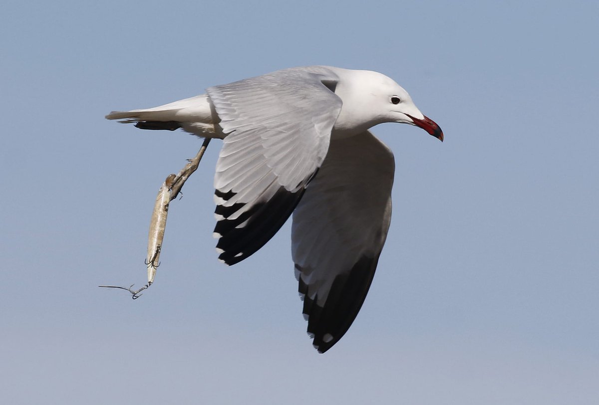 Impacts of #SportFishing on #seabirds often go unnoticed compared to #IndustrialFishing, yet small individual impacts of thousands of fishermen along the Levantine coast can lead to unsustainable effects. Check this Audouin's #gull today in the #AlbuferaDeValencia 📸Toni Alcocer