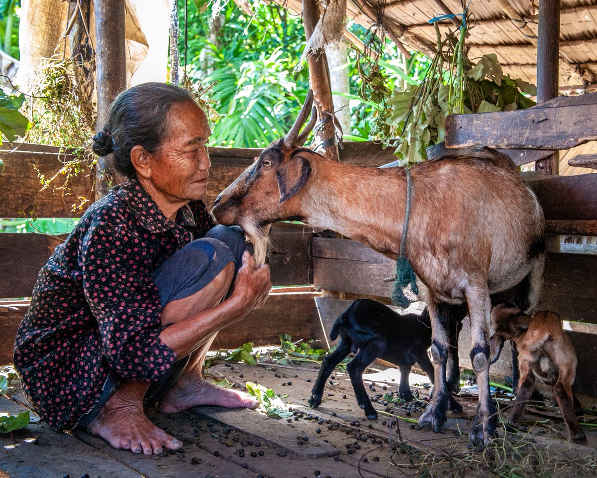 Approaching International Women’s Day, we shine a light on HIH’s empowering work with women. In rural Borneo, Goats for Widows emerged from Radical Listening, providing economic independence to widows through goat rearing! #IWD #EmpowerWomen