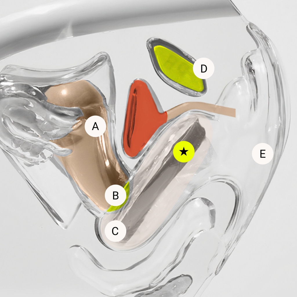 flex's tweet image. Name that part! We&apos;re putting your skills to the test. Bonus to who can name which one of our 3 menstrual discs is pictured.
