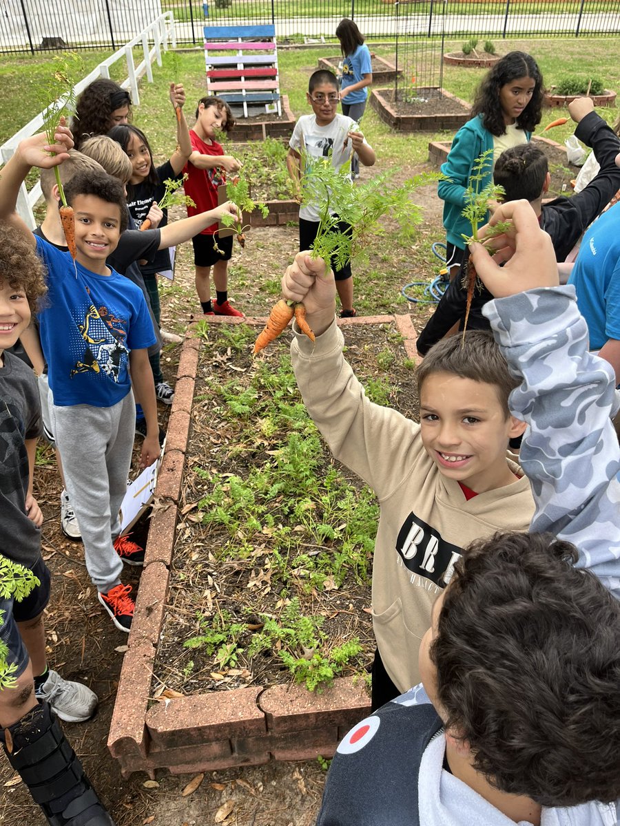 Carrot #harvest number 6 ✅🥕 . . . Bring on #springcrops! @readygrowgarden @SinclairPTO @HoustonISD #outdooreducation