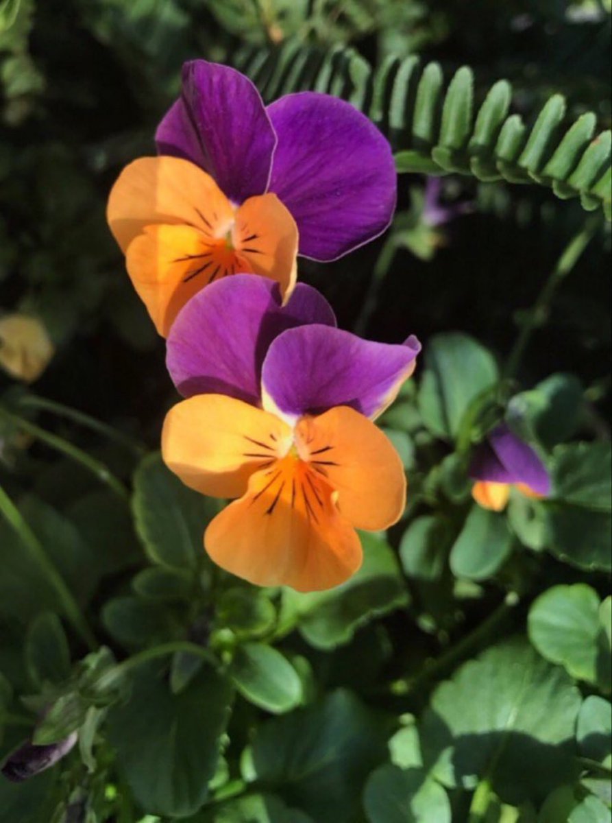 GGoodtaste's tweet image. I could say things with color I couldn't say any other way-things I had no words for - #GeorgiaOKeefe passed away this day 
Thank you for your colourful blooms today
#WednesdayThoughts #WednesdayMotivations #art