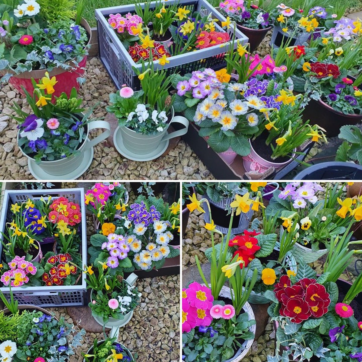 abbeyforegatePO's tweet photo. Hollie from Garden Basket Delights will be here with these fabulous plants tomorrow &amp; Friday 12 - 3pm as part of our buy local this Mother’s Day selection - prices from £8

Please come and have a look 💐

#mothersday #plants #supportlocal #shrewsbury #postofffice #cardshop https://t.co/bHOl5rYdzM
