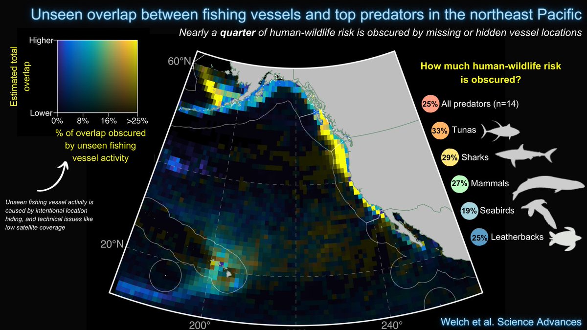 Publicly tracked fishing vessels often go dark. In our new paper in @ScienceAdvances, we find dark vessels are responsible for nearly a quarter of human-wildlife risk in the northeast Pacific. science.org/doi/10.1126/sc…