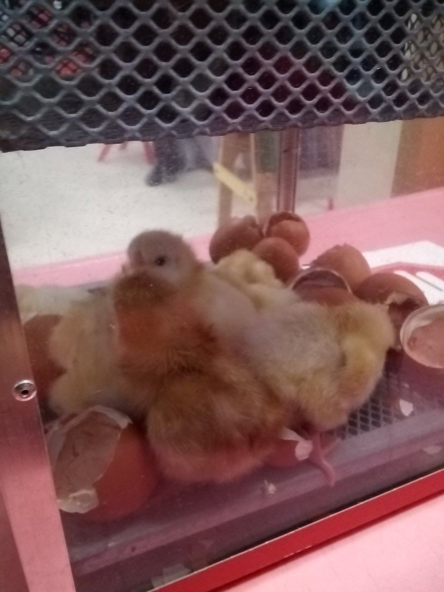 An exciting start to our morning in Reception with chicks hatching. We enjoyed watching, drawing and listening to them. We have 9 so far and are waiting for one more... 🐣 🐥 #livingeggs @CTS_Watford @headcherrytree @MrsMalhotraCTS #CTSScience #CTSearlyyears