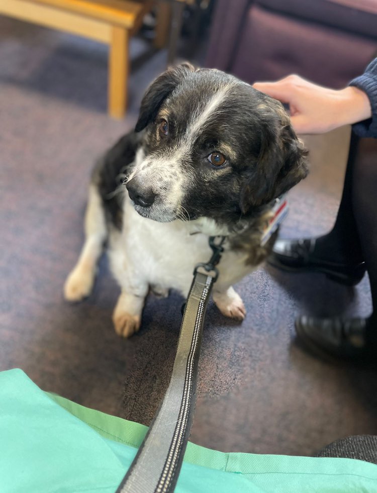 Thank you to The lovley Tandal who has been cheering up some of the team today #dogoftheday  #dogtherapy ☺️ 🐶 <a href="/revcathfrog/">🌈🙏 Reverend Canon Catherine D Binns</a> <a href="/boltonnhsft/">Bolton NHS Foundation Trust</a>